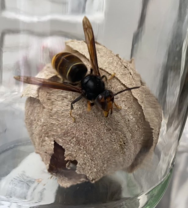 Glazen pot met daarin een embryonaal wespennest en daarop een zwarte wesp met gele poten, een zwart achterlijf met twee gele ringen en achteraan een geel-oranje punt aan het achterlijf. Dit is een Aziatische hoornaar.