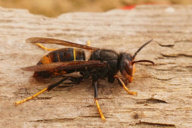 Close-up van een Aziatische hoornaar op hout. De kop zit rechts en het lijf links. Je ziet heel duidelijk de bruine gloed op het oog dat je rechts ziet.