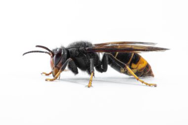Aziatische hoornaar van de zijkant gezien met een witte achtergrond. De hoornaar heeft de kop links en het achterlijf rechts, waarbij je duidelijk de zwarte poten met gele uiteinden ziet, en de twee gele lijntjes en het geel-oranje uiteinde van het achterlijf.