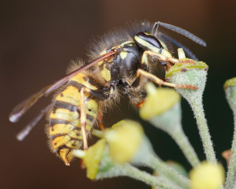 Close-up van bloem van de klimop (het lijken een soort kelkjes), met daarop een wesp. We herkennen deze als Duitse wesp door de gele streep op de slaap die niet wordt onderbroken door een zwarte vlek.