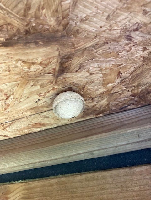 Een rond nestje tegen een plafond van spaanplaat. Om het bolletje zit een tweede omhulsel dat ongeveer tot de helft van het binnenste bolletje komt. De kleur is grijs, wat dit een embryonestje van de Duitse wesp maakt. 