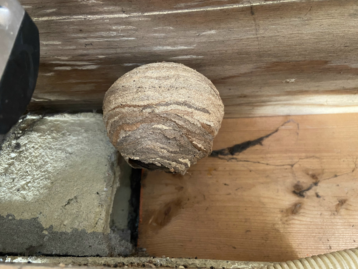 Een geelbruin gekleurd beginnend nest tegen een plafond, met een vrij grote opening onderaan. Deze grote opening, waardoor je altijd goed in het nest kan kijken, is typerend voor het nest van de Europese hoornaar.