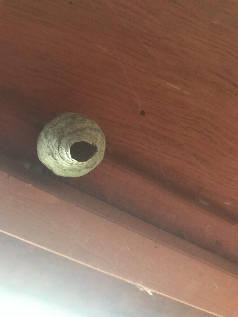 Grijskleurig nestje tegen een houten plafond, van onderen gezien. Dit is het embryonest van de Saksische wesp.