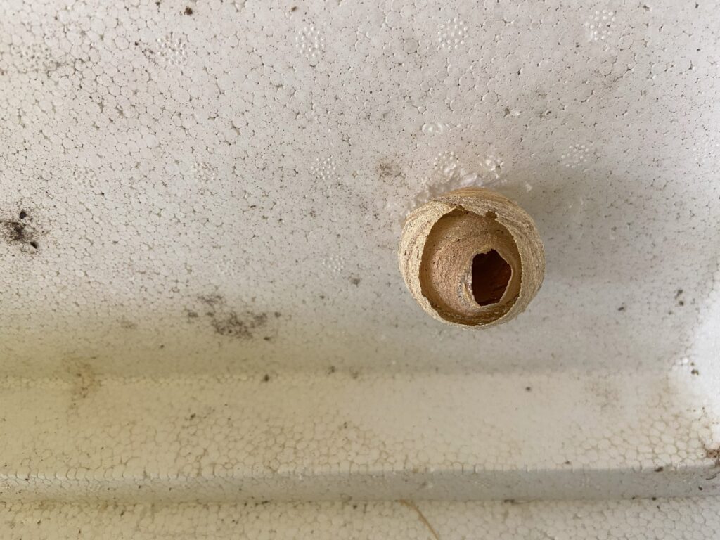 Een rond nestje met twee omhulsels aan een wit plafond dat lijkt op piepschuim. Het embryonale nestje is geelbruin van kleur.