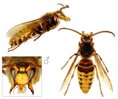 Drie foto's van een mannetje (dar) van de Europese hoornaar. Bovenin een zijaanzicht met de kop rechts en het achterlijf links. Links onderin de kop van voren gezien, met gesloten kaken. Dit mannetje heeft één stip op de clypeus. Rechts het mannetje van boven gezien, waarbij opvalt dat het lijf langer is, net als de antennes, die gekromd zijn.
