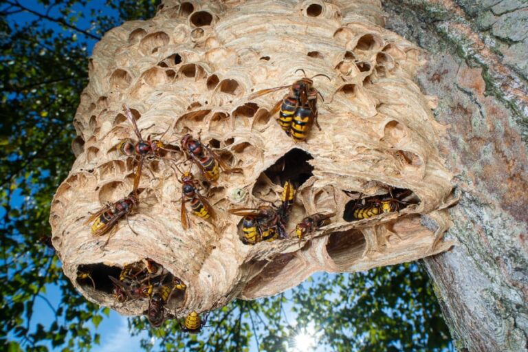 Geelkleurig wespennest met meerdere grote en kleine openingen. Op het nest zie je enkele hoornaars, er kruipen ook enkele hoornaars in en uit de openingen. De foto is van onder genomen, en boven het nest zie je nog wat groen van de boom waar het hoornaarnest in hangt.
