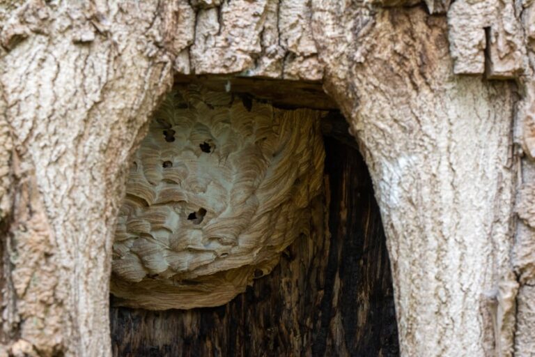 Close-up van een holte in een boom waarin je een geel-bruinkleurig nest ziet hangen. De locatie en de kleir van het nest zijn typerend voor de Europese hoornaar.