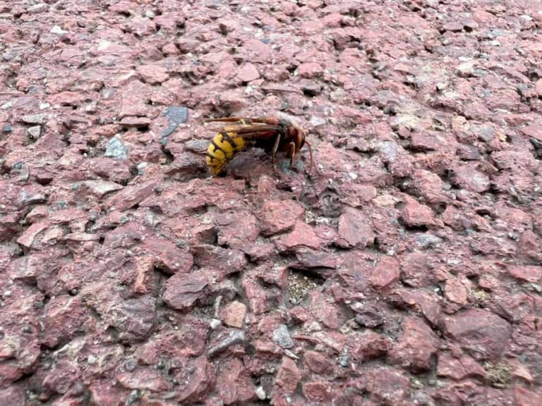 Grof gestructureerd wegdek met daarop een grote wesp met roodbruine poten en roodbruin op het borststuk: een Europese hoornaar.