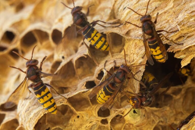 Typische structuur van een wespennest in close-up. De kleur is gelig en je ziet er vier wespen op met een geel-zwart gestreept achterlijf, roodbruine poten, roodbruine stukken op het borststuk en roodbruin op de kop. Er kruipt nog één hoornaar net uit de opening die je rechts ziet.