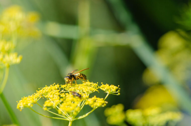 Gele bloem van de venkel, met daarop een wesp. Als je goed kijkt zie je de oranje-gele antennes, die gekromd zijn. En dan zie je ook dat deze Franse veldwesp groene ogen heeft, wat erop duidt dat dit een mannetje is.