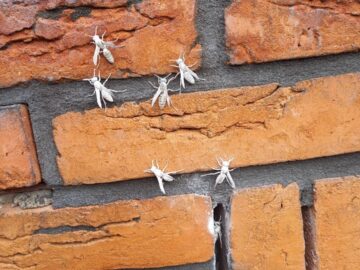 Bakstenen muur waar een aantal witte insecten op loopt. Op het eerste gezicht lijken het witte motten, maar het blijken wespen te zijn die wit zijn van het gifpoeder dat is gebruikt om ze te bestrijden.