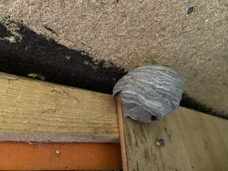 Een rond, grijskleurig wespennestje aan een plafond en deels tegen de muur van wat lijkt op een schuur. De ronde vorm en grijze kleur maken dat het een jong nest van de Duirse wesp is.