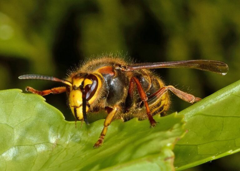 Een koningin van de middelste wesp op een groen blad. Je ziet veel bruin om het lijf, maar achter de ogen een gele rand en op het borststuk een gele 7.