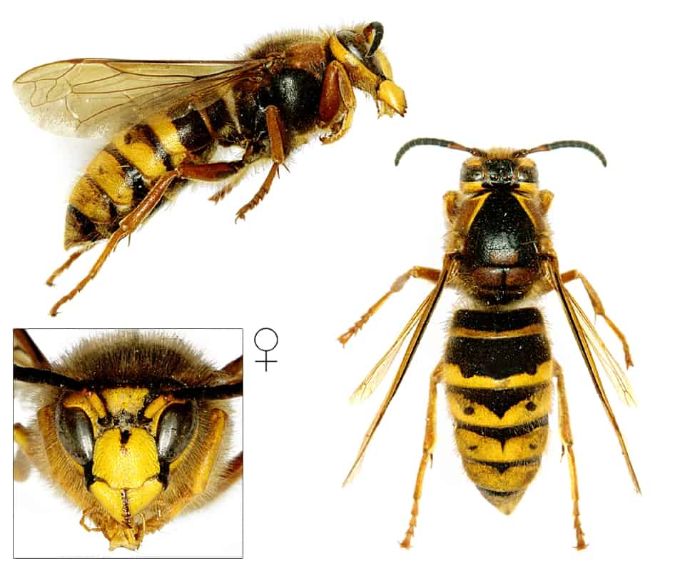 Middelste Wesp Dolichovespula Media Nut Kenmerken En Meer