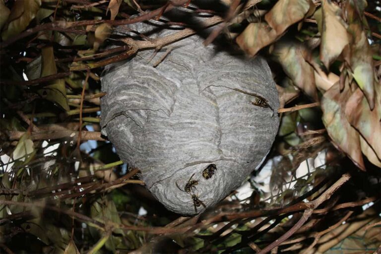 Een grijs nest tussen takken en bladeren. Het nest loopt onderaan uit in een tuitje, met een gat, waar je wespen in ziet. Onder het gat en aan de zijkant van het nest lopen nog twee werksters.