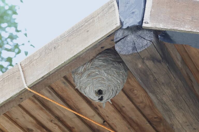 Een nok van een dak met links van de dragende middenbalk een grijs wespennest. Het nest loopt uit in een tuitje, met in dat tuitje de opening van het nest. Er kruipt net een (Saksische) wesp n de opening.