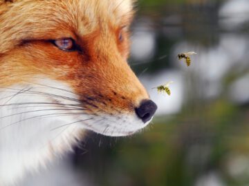 Close-up van een vossenkop met twee wespen die boven de snoet van de vos vliegen.
