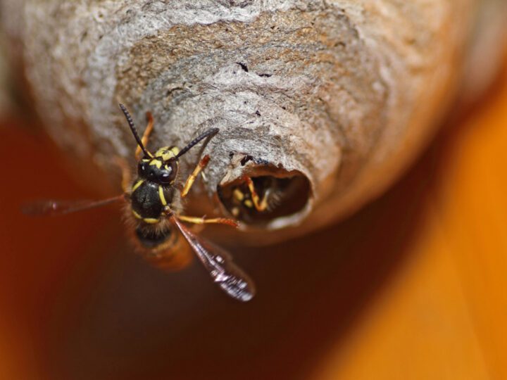 Onderste deel van een grijs wespennest, dat eindigt in een klein tuitje. In de opening van dat tuitje is nog vaag een wesp te zien en naast de opening zit een werkster van de Saksische wesp.