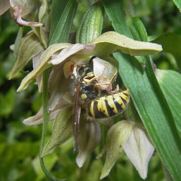 Een wesp die onder de bloem van de wespenorchis hangt en met haar kop in de bloem kruipt. 