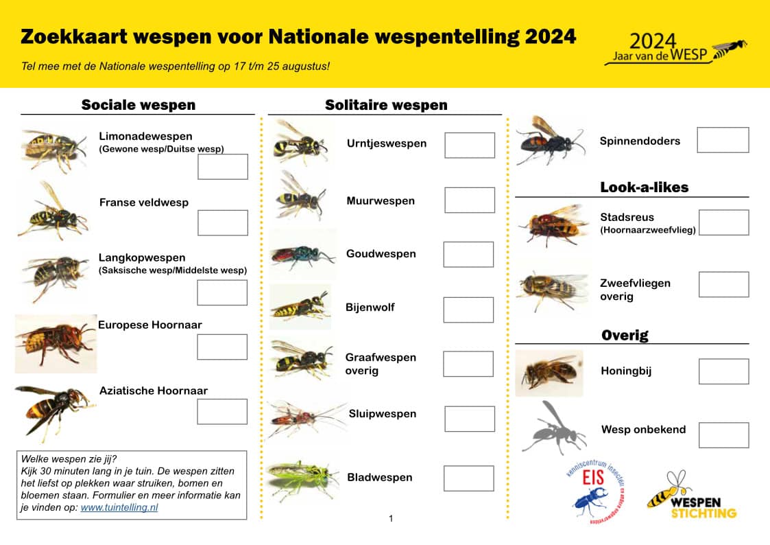 Zoekkaart wespen voor Nationale wespentelling 2024, met daarop de sociale wespen, solitaire wespen, look-a-likes en overige soorten die geteld konden worden van 17 t/m 25 augustus 2024.