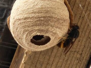 Embryonest van een Aziatische Hoornaar. Je ziet een rond gemêleerd beige-achtig bolletje met aan de rechter zijkant een zwarte wesp die onderaan het achterlijf een oranje-geel stuk heeft.