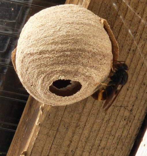 Embryonest van een Aziatische Hoornaar. Je ziet een rond gemêleerd beige-achtig bolletje met aan de rechter zijkant een zwarte wesp die onderaan het achterlijf een oranje-geel stuk heeft.