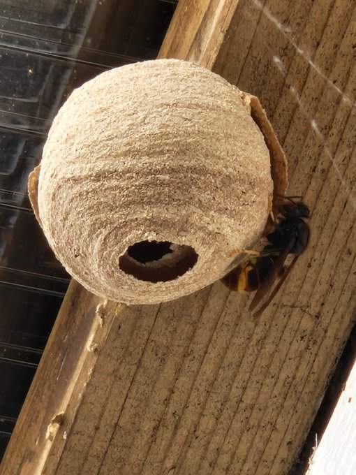 Embryonest van een Aziatische Hoornaar. Je ziet een rond gemêleerd beige-achtig bolletje met aan de rechter zijkant een zwarte wesp die onderaan het achterlijf een brede oranje-gele streep heeft.