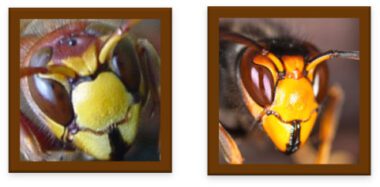 Links de kop van een Europese hoornaar, rechts die van een Aziatische hoornaar. Op het eerste gezicht lijken ze veel op elkaar. Ze hebben beide bruinkleurige ogen en net als de langkopwespen geel bij de aanhechting van de antennes. Bij de Europese hoornaar zie je alleen achter de kop ook meer roodbruin, terwijl het borststuk van de Aziatische hoornaar dat je nog vaag ziet echt veel zwarter is. Van de Aziatische hoornaar zie je nog wat van de voorpoten, waarbij het geel opvalt.