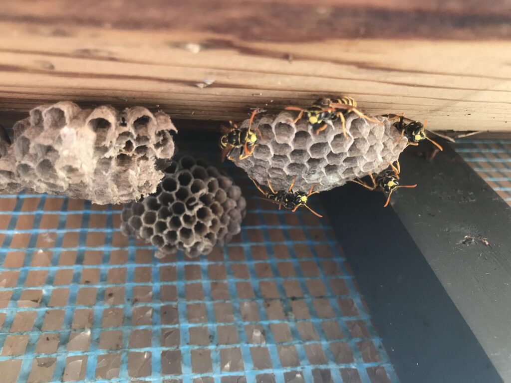 Drie wespennestjes zonder omhulsel, waarbij je dus direct de raten ziet. Dit soort nesten is typerend voor de veldwespen.
