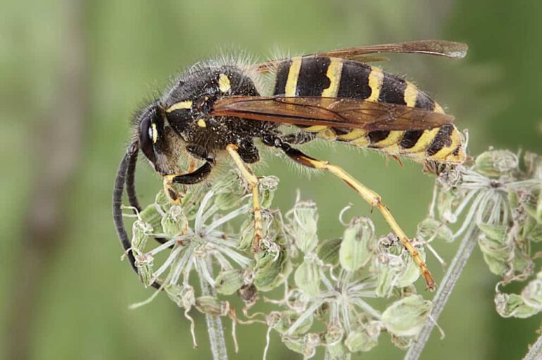 Een mannetje van de Saksische wesp op een bloem. Deze wesp zien we van de zijkant, met het achterlijf rechts en de kop links. Je kan zien dat het een mannetje is aan de lange kromme antennes en de zeven achterlijfsegmenten.