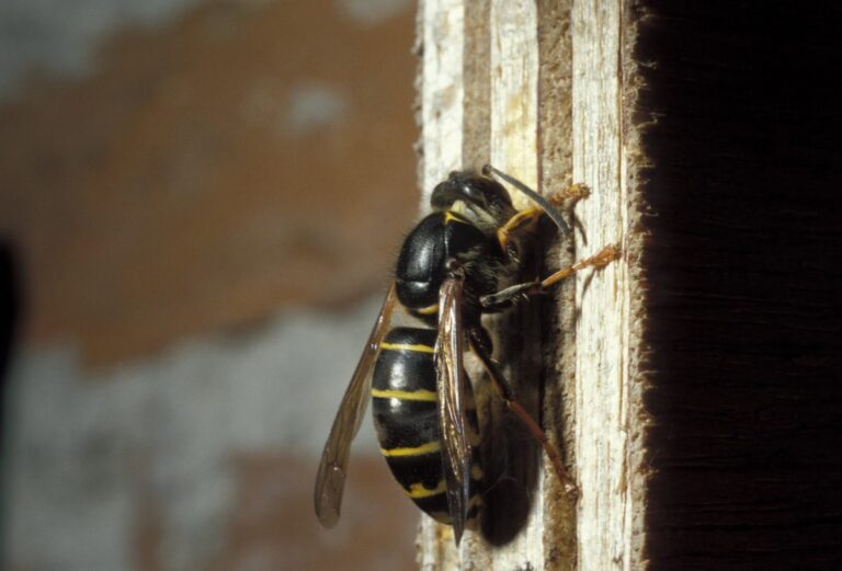 Een werkster van de middelste wesp tegen een verticaal stuk hout, iets wat lijkt op een kozijn of de zijkant van een schutting. Deze wesp heeft weer veel zwart en dunne gele ringen op het achterlijf. 