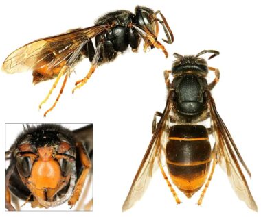 Drie foto's van de Aziatische hoornaar. Bovenin een zijaanzicht met de kop rechts en het achterlijf links. Links onderin de kop van voren gezien. Je ziet veel zwart, de Aziatische hoornaar is overwegend zwart. De kop en het borststuk zijn zwart, waarbij je op de kop wel een geel kopschild zonder tekening ziet, en wat roodbruin rondom de ogen. Rechts een Aziatische hoornaar van boven gezien, waarbij je het overwegend zwarte borststuk ziet,  en een achterlijf dat vooral zwart is, met twee oranje-gele lijnen. met alleen als laatste nog een donkergeel achtereinde. De poten zijn een kwart tot een derde zwart, en daarna geel. 