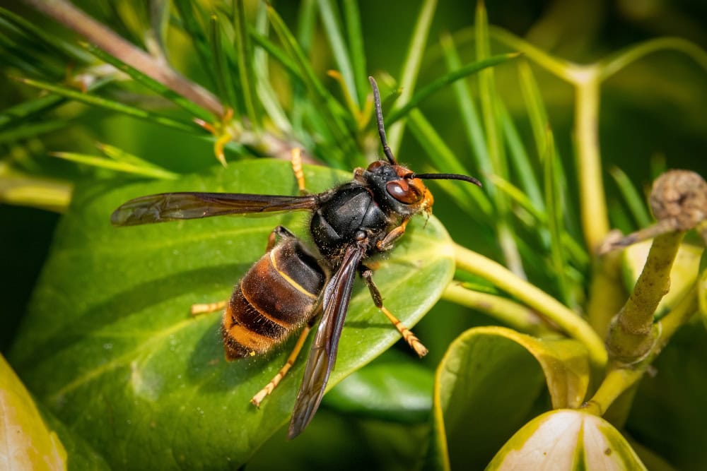 Groen blad van een plant met op de achtergrond groene sprieten. Op het blad zit een wesp met een zwart borststuk, poten die zwart beginnen en dan voor twee derde geel zijn, het achterlijf is zwart met twee dunne gele strepen en aan het eind een brede gele band. Aan deze kenmerken herken je de Aziatische hoornaar.