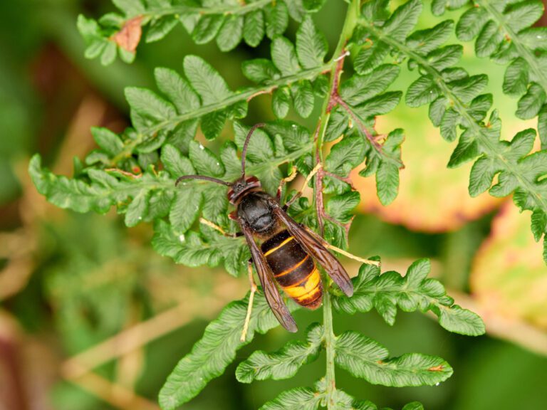 Groen varenachtig blad met daarop een Aziatische hoornaar.
