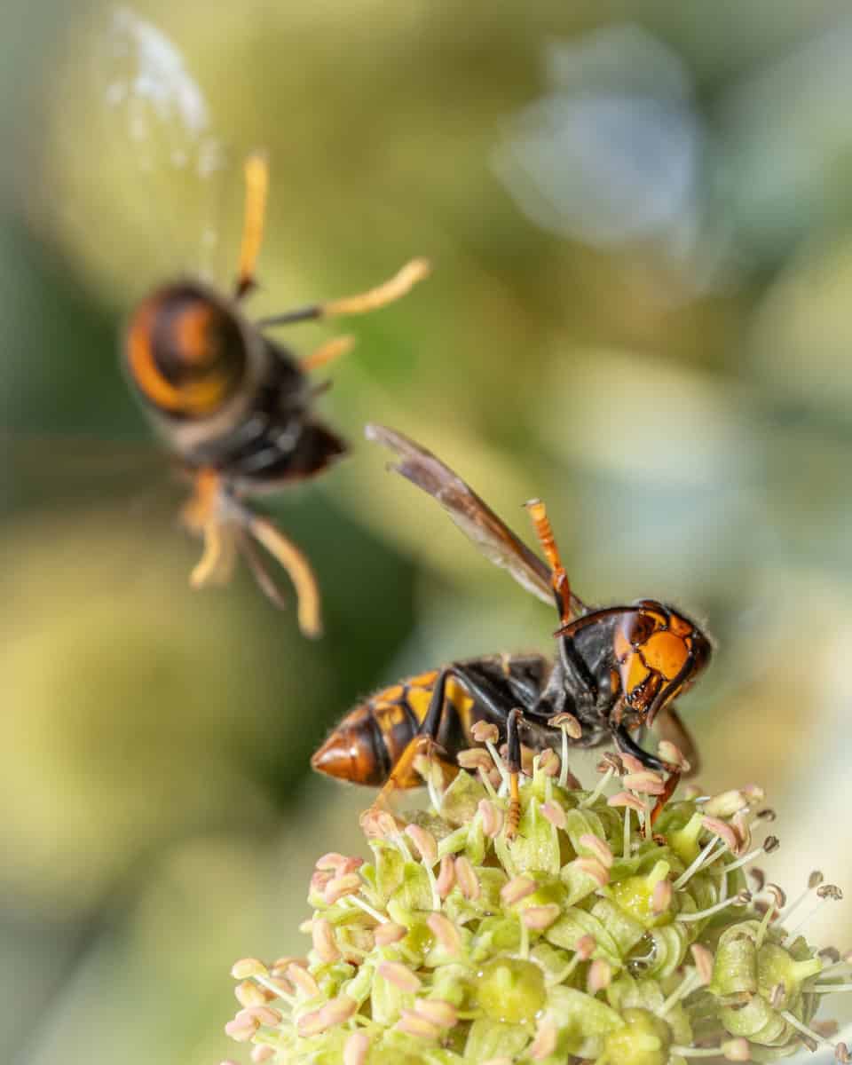 Een Aziatische hoornaar op de bloem van een hedera, die lijkt te worden aangevallen door een soortgenoot. De hoornaar op de bloem steekt een pootje uit, wat lijkt op een soort verdediging richting de hoornaar die op de voorgrond op de Aziatische hoornaar op de bloem af komt vliegen.