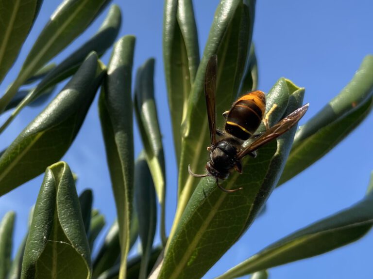 Lange, groene, leerachtige gekrulde bladeren die omhoog staan, met op één blad op de voorgrond een Aziatische hoornaar. De hoornaar lijkt naar beneden te kruipen, deze zit namelijk met de kop naar beneden op het blad.