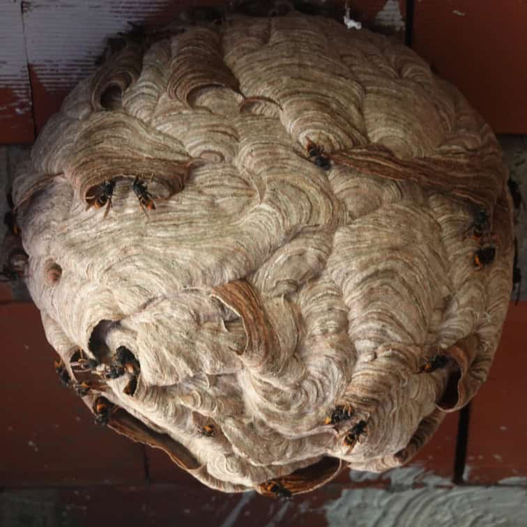 Rond wespennest dat vooral lichtbruin lijkt, met wat golvende lijnen en luchtbubbels aan de buitenkant. Er zitten verspreid over het nest ook Aziatische hoornaars aan de buitenkant. Het nest hangt tegen een plafond van rood geverfde planken aan.