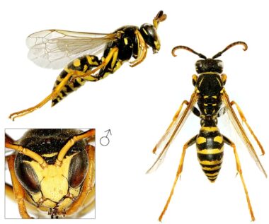Drie foto's van een mannetje van de bergveldwesp. Bovenin een zijaanzicht met de kop rechts en het achterlijf links. Links onderin de kop van voren gezien, met de kaken uit elkaar getrokken. Je ziet bij de foto links antennes met een krul aan het eind, wat bij veldwespen een kenmerk van de mannetjes is. Ook het achterlijf telt zeven segmenten, waar de vrouwtjes er zes hebben.