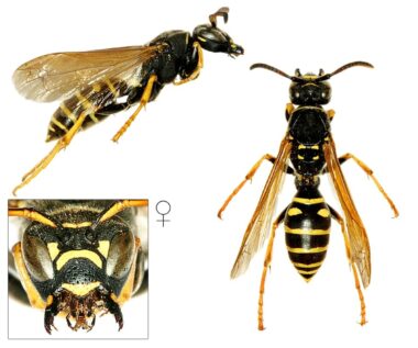 Drie foto's van een vrouwtje van de bergveldwesp. Bovenin een zijaanzicht met de kop rechts en het achterlijf links. Links onderin de kop van voren gezien, met de kaken uit elkaar getrokken, waarbij je de labiale palp ziet. Over de clypeus (het kopschild) loopt een zwarte tekening en boven de ogen zie je dat de antennes bij de aanhechting geel zijn. Rechts een bergveldwesp van boven gezien, waarbij je een borststuk ziet dat langer is dan bij andere wespen, met onderaan een tekening met vier kleine gele stippen. Het borststuk loopt wat schuin af, en het daarop aansluitende achterlijf loopt ook geleidelijk schuin toe vanaf de aanhechting met het borststuk. Hierdoor is er een veel duidelijkere wespentaille te zien dan bij de andere sociale wespensoorten, waar vooral het achterlijf direct al vrij breed is, als het dopje van een eikel.