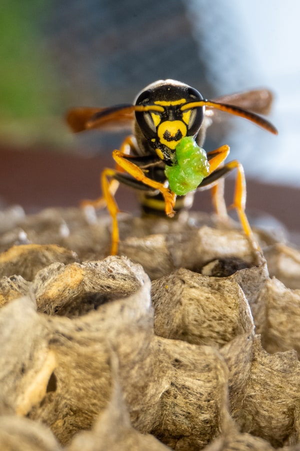 Vooraanzicht van een wesp die op de cellen van een nest zit. De cellen lijken met de openingen naar boven te liggen. De wesp heeft iets felgroens tussen de kaken, wat ze ook met haar pootjes vasthoudt. 