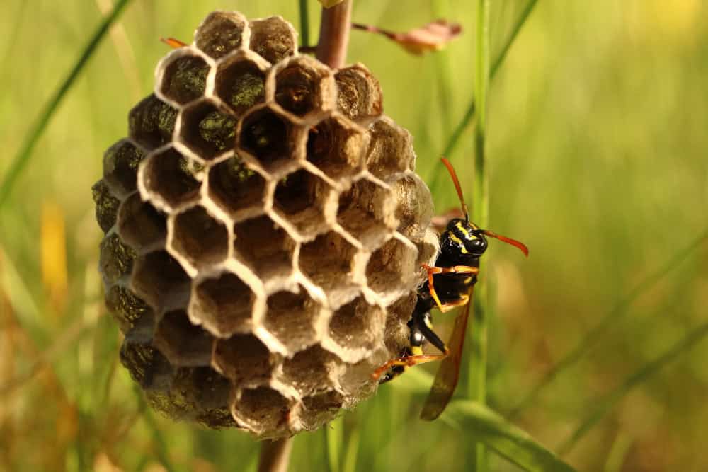 Open wespennest zonder omhulsel tegen een redelijk dikke plantenstengel. Aan de rechterkant zie je een zwart-gele wesp vanachter het nest om het hoekje kijken.