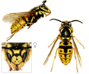 Drie foto's van een koningin van de Duitse wesp. Bovenin een zijaanzicht met de kop rechts en het achterlijf links. Links onderin de kop van voren gezien, met de labiale palp die je iets onder de gesloten kaken uit ziet komen. Deze koningin heeft een tekening op de clypeus (het kopschild) dat lijkt op drie stippen of een wat gehavende verticale streep met twee stippen. Rechts de koningin van boven gezien, waarbij je de gele strepen op het borststuk, de gele vlekken op het onderste stuk van het borststuk, en de tekening op het achterlijf goed kan zien.