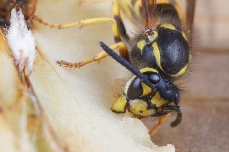 Iets wat lijkt op een stuk meloen, waarop je een wesp van voren ziet die aan het fruit knabbelt. Je ziet vooral de kop en het borststuk, en een klein stuk van het achterlijf. Op de clypeus (het kopschild) zie je een stip en op het borststuk zie je direct achter de kop lijnen naar links en rechts lopen. De lijnen zijn iets gekarteld. Op de kop en het borststuk zie je wat beharing.