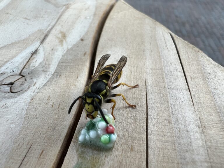 Duitse wesp snoept van een restje ijs met discodip op een houten tafel.