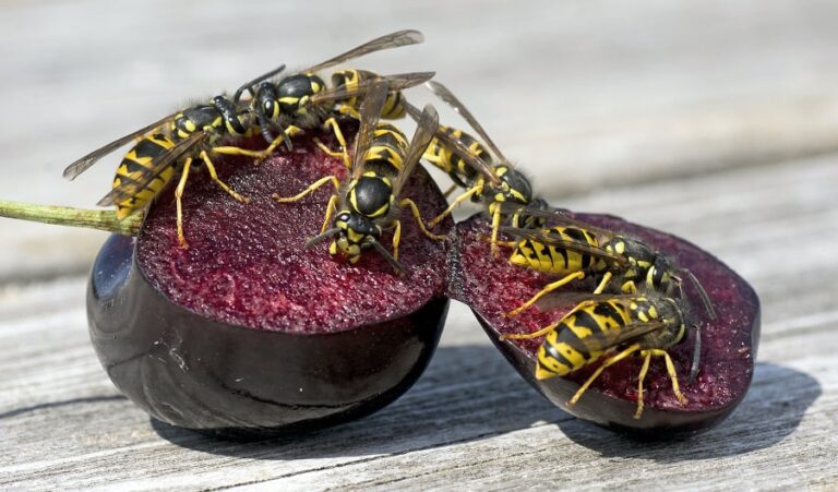 Een rode pruim, waar een stuk van afgesneden is, met daarop vier wespen die eten van het vruchtvlees.