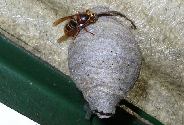 Een grijskleurig nestje tegen een dak van golfplaat met bovenaan het nestje een wesp met veel zwart. De kenners herkennen de wesp als de koningin van de middelste wesp. Onderaan dit embryonestje zit een tuitje, iets wat typerend is voor het embryonest van de middelste wesp.