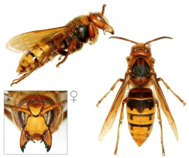 Drie foto's van een koningin van de Europese hoornaar. Bovenin een zijaanzicht met de kop rechts en het achterlijf links. Links onderin de kop van voren gezien, met de labiale palp die je iets onder de gesloten kaken uit ziet komen. Deze koningin heeft een tekening op de clypeus (het kopschild) dat lijkt op drie stippen of een wat gehavende verticale streep met twee stippen. Rechts de koningin van boven gezien, waarbij je de gele strepen op het borststuk, de gele vlekken op het onderste stuk van het borststuk, en de tekening op het achterlijf goed kan zien.