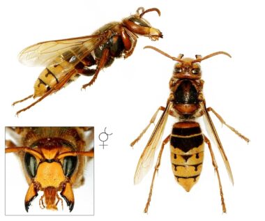 Drie foto's van een werkster van de Europese hoornaar. Bovenin een zijaanzicht met de kop rechts en het achterlijf links. Links onderin de kop van voren gezien, met de kaken uit elkaar getrokken, waarbij je de labiale palp ziet. Je ziet veel roodbruin, onder andere boven en achter de ogen en aan het borststuk. En je ziet op de clypeus (het kopschild) geen tekening. Rechts een Europese hoornaar van boven gezien, waarbij je roodbruine strepen op het borststuk, een roodbruin onderste deel van het borststuk, en wat roodbruin aan het eerste deel van het achterlijf ziet. Ook de poten zijn roodbruin. 