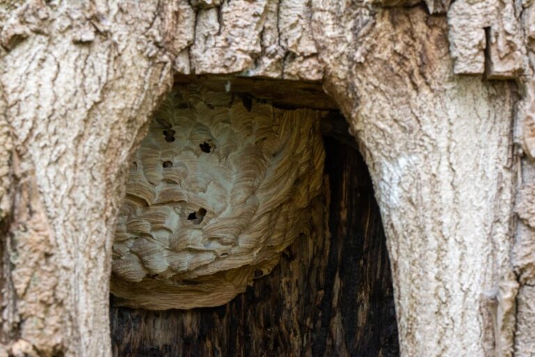 Close-up van een holte in een boom waarin je een geel-bruinkleurig nest ziet hangen. De locatie en de kleir van het nest zijn typerend voor de Europese hoornaar.
