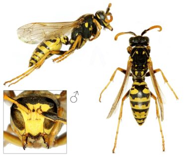 Drie foto's van een mannetje van de Franse veldwesp. Bovenin een zijaanzicht met de kop rechts en het achterlijf links. Links onderin de kop van voren gezien, met de kaken uit elkaar getrokken. Je ziet bij de foto links antennes met een krul aan het eind, wat bij veldwespen een kenmerk van de mannetjes is. Ook het achterlijf telt zeven segmenten, waar de vrouwtjes er zes hebben.